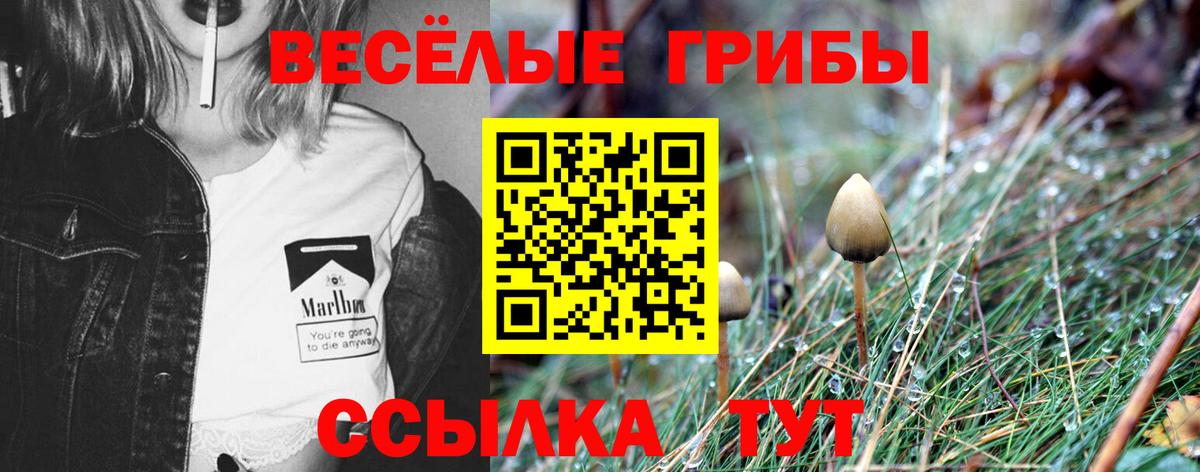 Псилоцибиновые грибы Psilocybine cubensis  Норильск  Галлюциногенные грибы Cubensis 